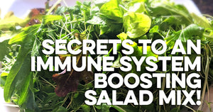 The immune system boosting salad mix