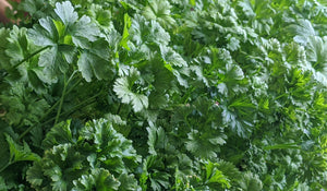 Follow these 4 tips to get great harvests of parsley, year round!